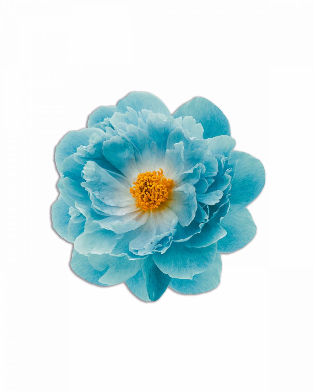 tovaglietta americana bouquet fiore azzurro