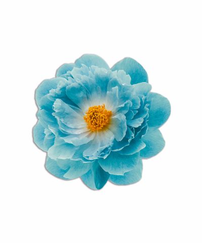 tovaglietta americana bouquet fiore azzurro